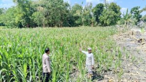 Polri Hadir di Tengah Petani Jagung